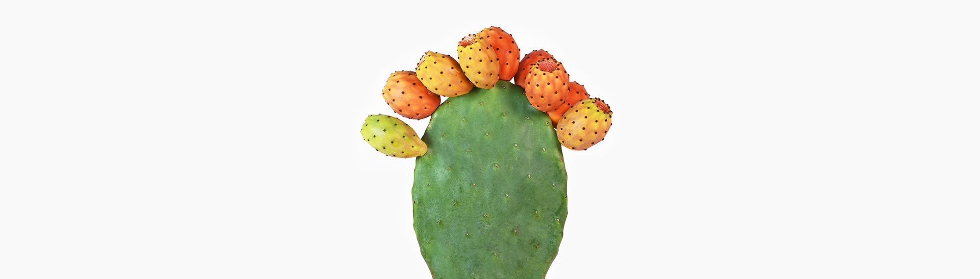 🌵︎ Prickly Pear Cactus