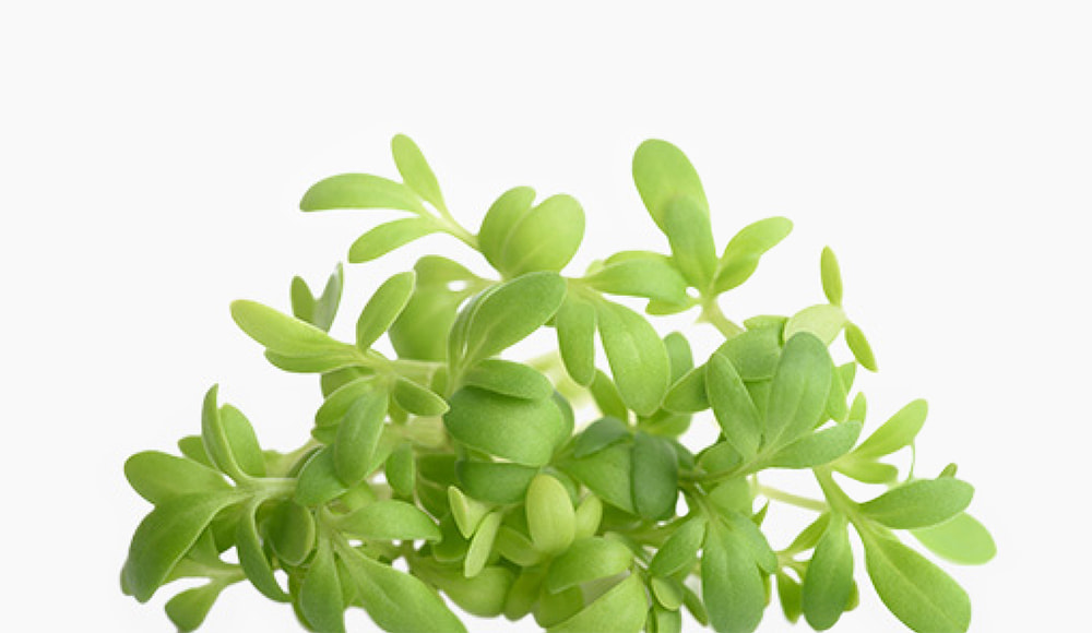 🌱 Garden Cress