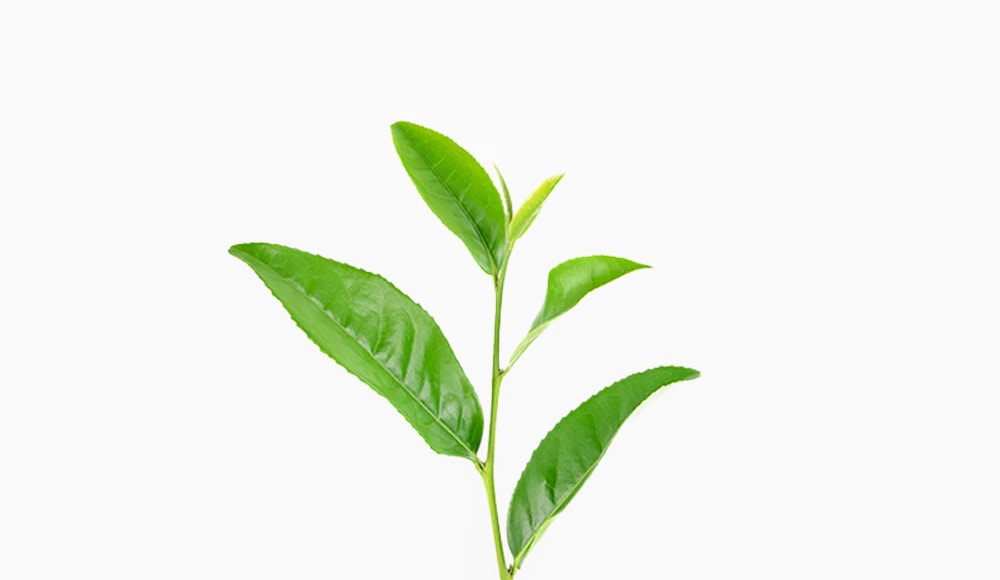 🌿 Green tea plant